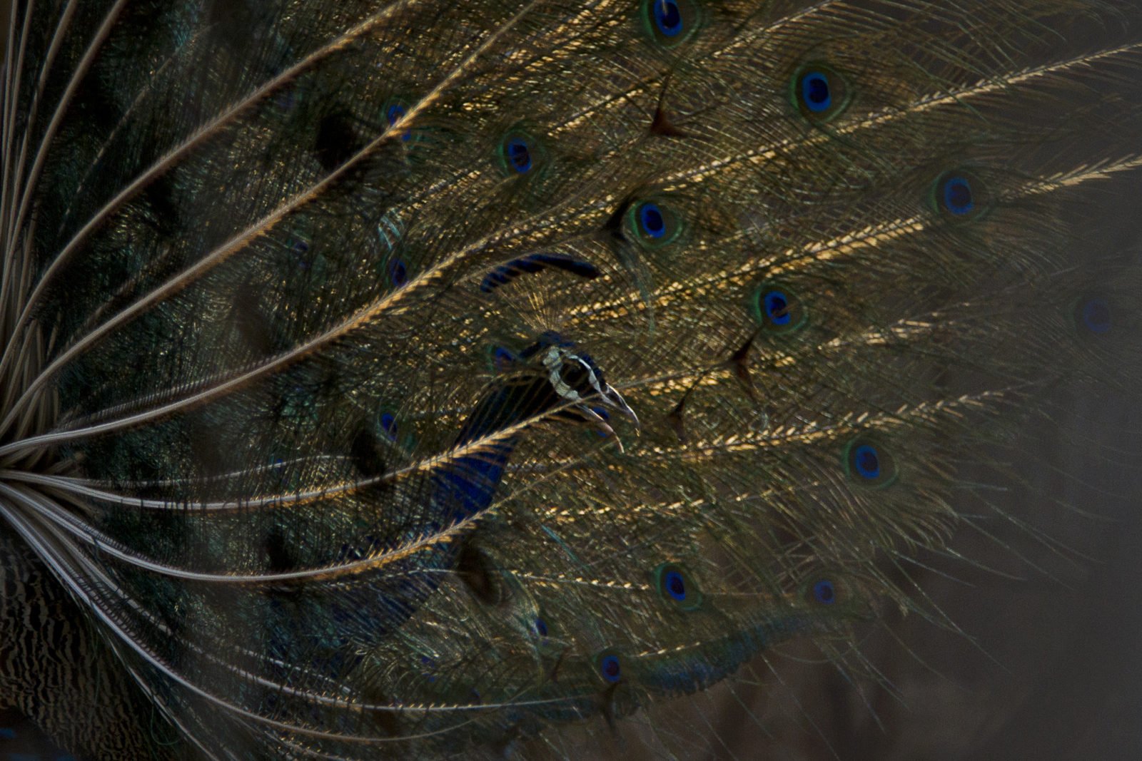 Episode 2: The Peacock