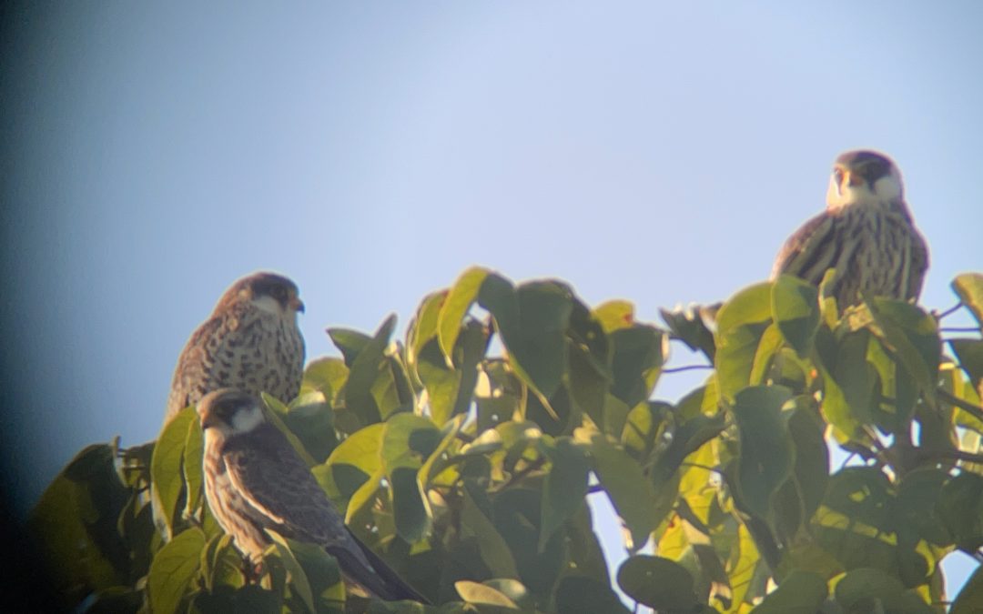 Episode 29: The flight of the Amur Falcons